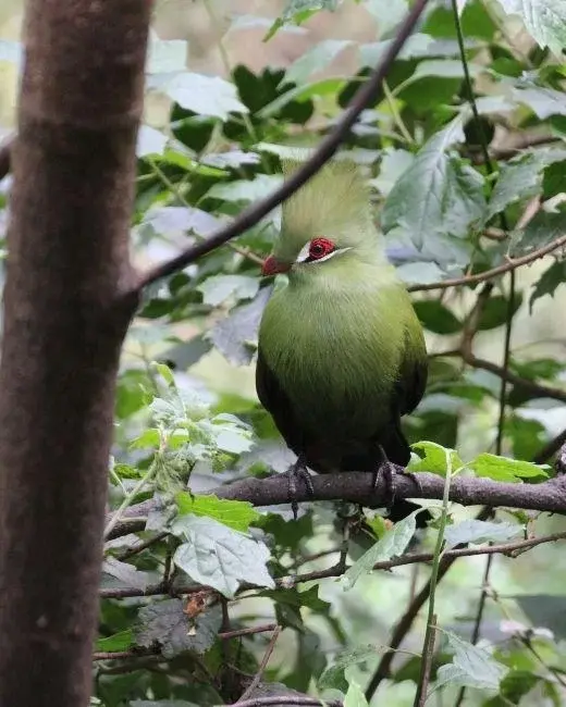 The-Garden-Route-iss-1